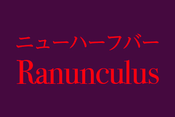 ラナンキュラス勝田台